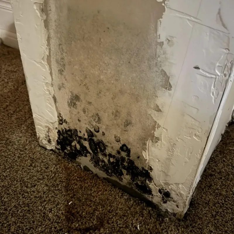 Professional Mold Removal in Lake Hamilton, AR